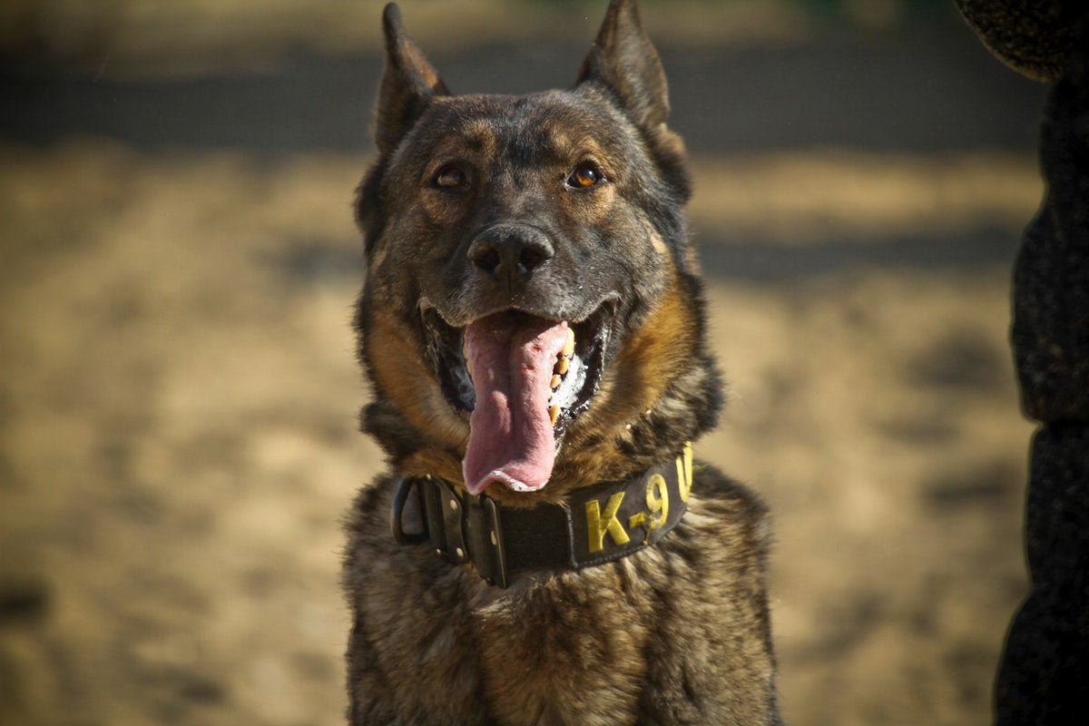 K9: CONHEÇA O CACHORRO POLICIAL